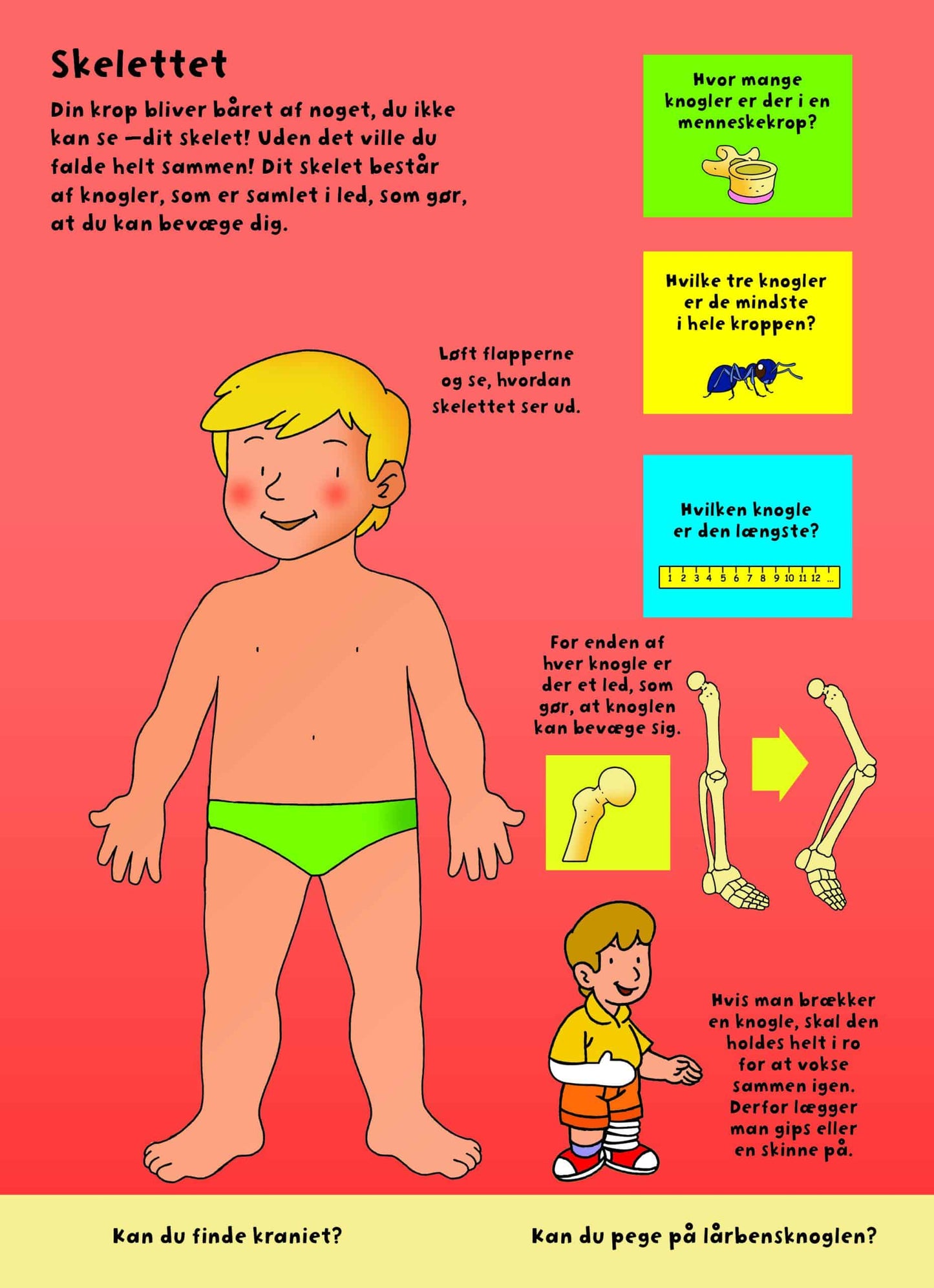 Den store flapbog - Kroppen
