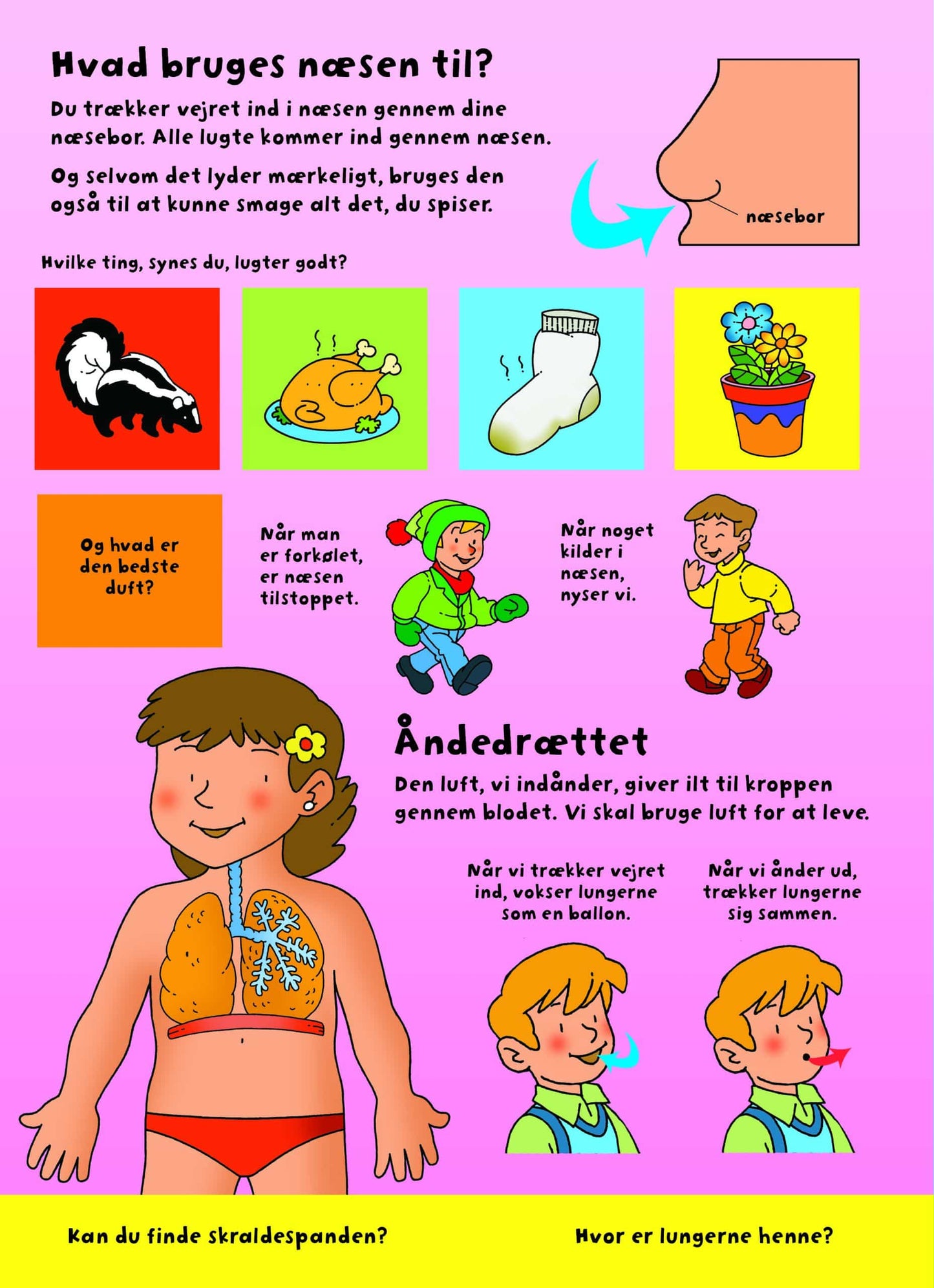 Den store flapbog - Kroppen