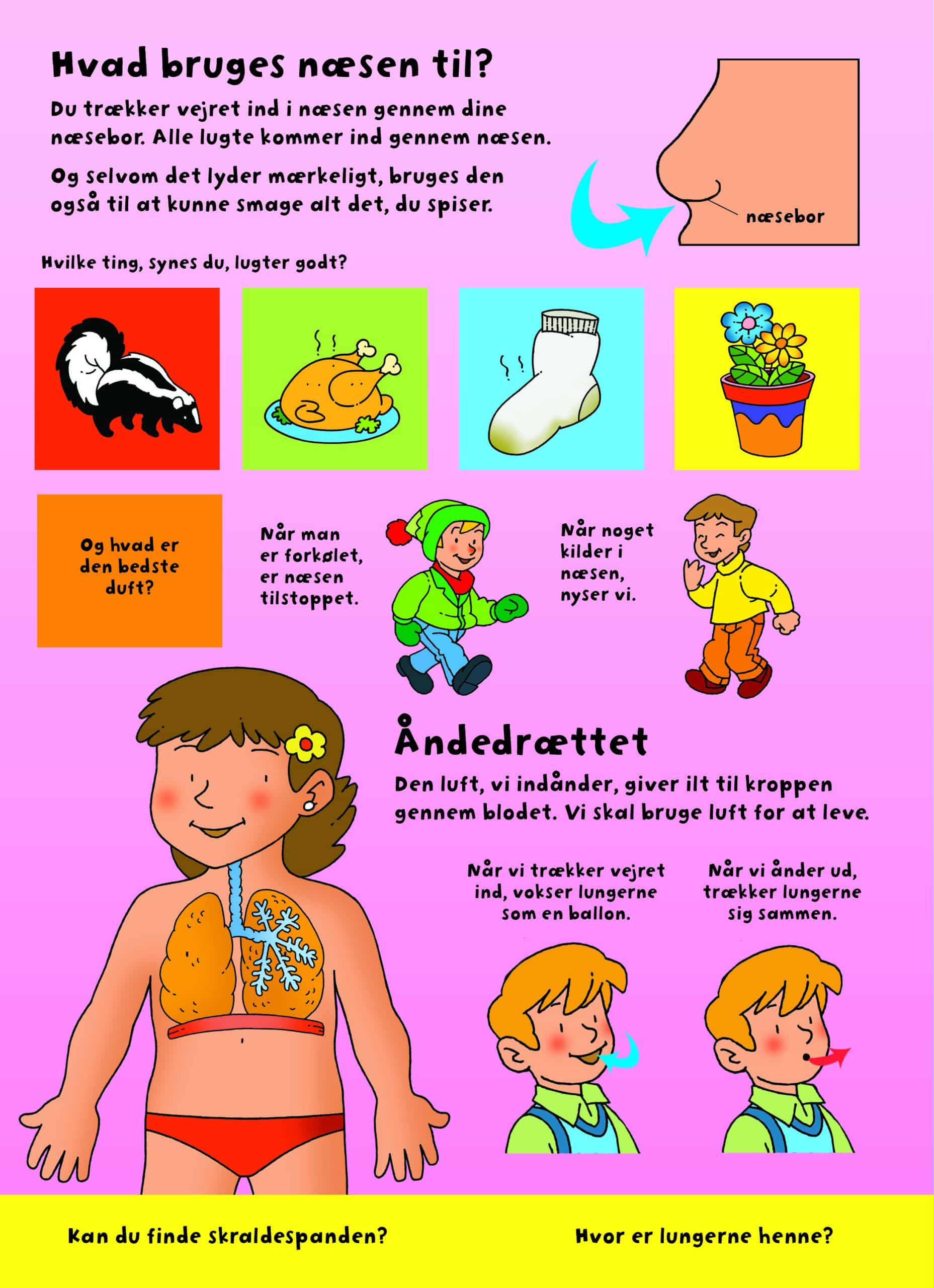 Den store flapbog - Kroppen