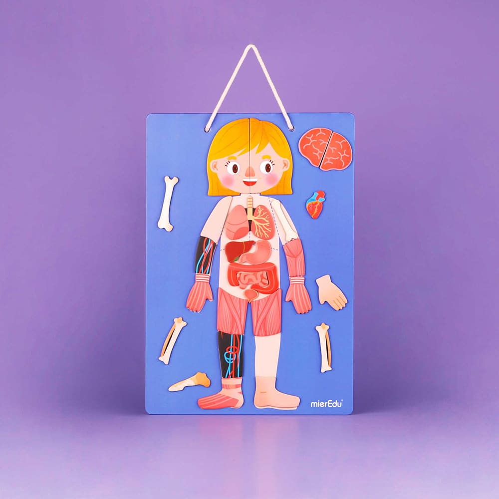 mierEdu - Magnetisk legesæt - Lær om kroppens funktioner